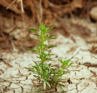 破土而出的顽强小绿植