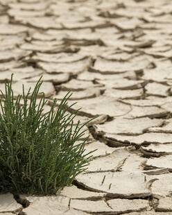 干旱土地上的顽强小草