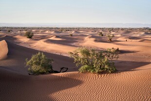 沙漠中的绿意生机