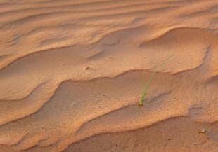沙漠中的一抹绿意