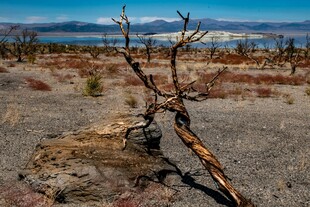 荒漠中枯树的孤独景象