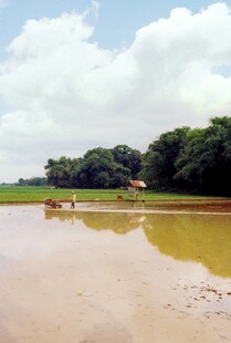 乡村水田边的悠闲景象
