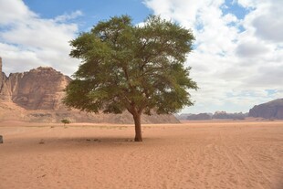 沙漠中孤独挺立的绿树