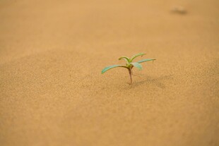 沙漠中顽强生长的小绿植