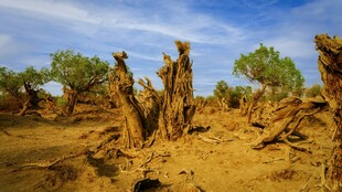 沙漠枯树景观