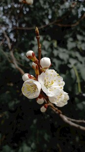 枝头绽放的洁白梅花