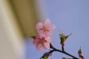 枝头绽放的粉嫩樱花