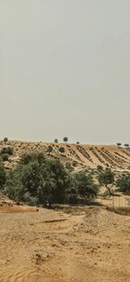 沙漠中的绿植景观