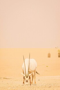 沙漠中低头觅食的长角羚羊