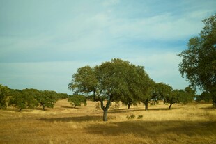 田野中的绿树与开阔景象