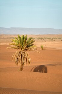 沙漠中的孤独棕榈树