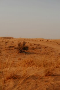 广袤沙漠中的孤独植被
