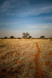 旷野中的孤独小径