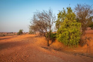 沙漠中的绿树孤景