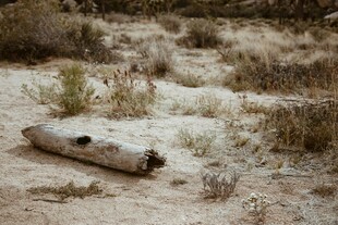 沙漠中的枯木与零星植被