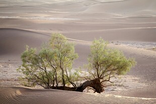 沙漠中的绿意生机