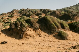 沙漠中的独特植被景观