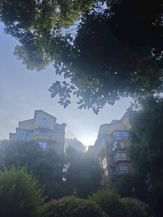 阳光穿透枝叶下的楼宇