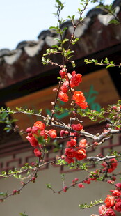 古建旁绽放的艳丽红花