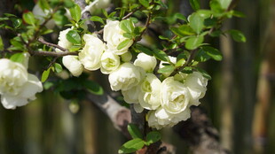 洁白木香花绽放枝头