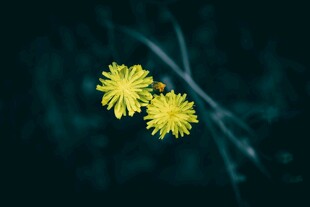 两朵黄色小花绽放