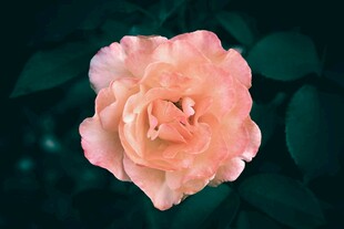 玫瑰花特写