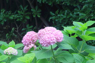 绣球花  