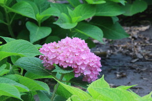 绣球花  