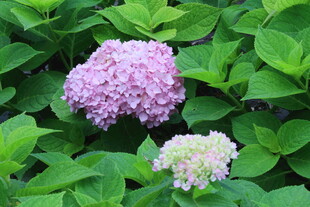 绣球花 