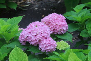 绣球花  