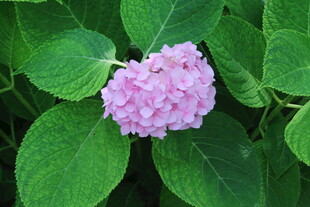 绣球花 