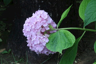 绣球花  