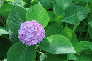 绣球花  