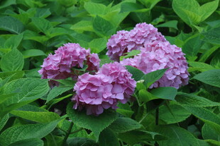 绣球花  