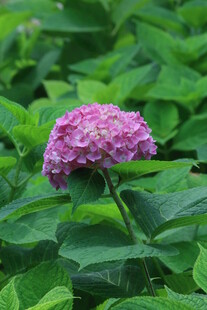 绣球花  