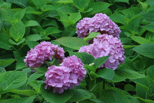 绣球花  
