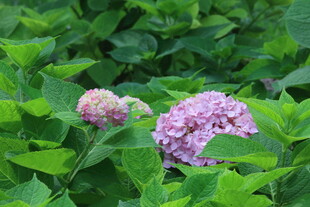 绣球花  