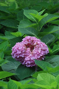 绣球花 