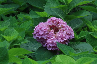 绣球花 