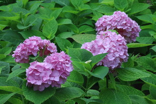绣球花 
