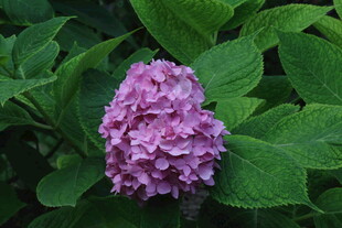 绣球花  