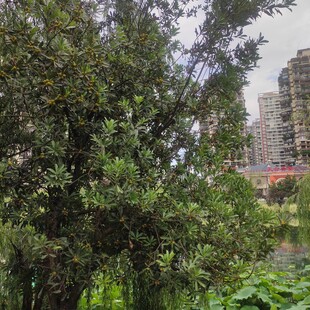 城市中葱郁的树木与建筑