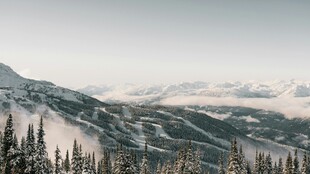 雪山松林间的壮美风景