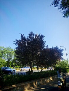 路边绿树成荫的风景