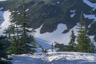 雪山松林美景