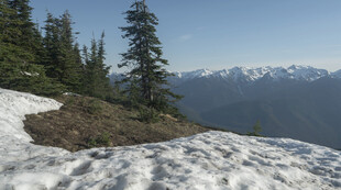雪山松林间的壮美山景