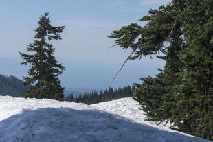 雪山松林间的开阔景致