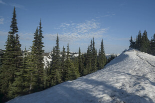 雪山松林美景