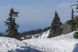 雪山松林美景