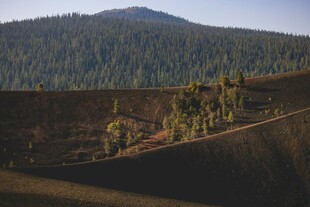 山间公路旁的葱郁植被